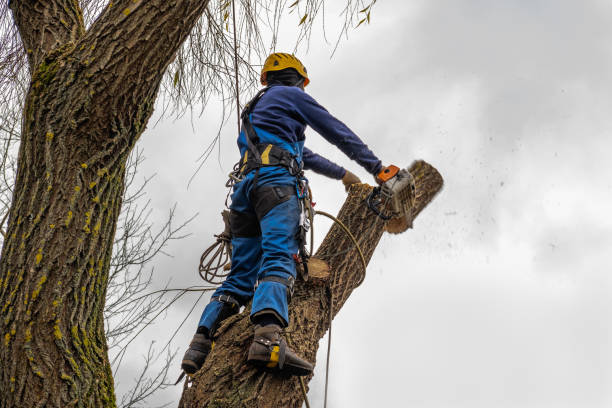 The Steps Involved in Our Tree Care Process in Tonkawa, OK